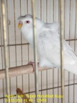 Albino Tepeli Muhabbet Kuşu (26)